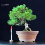 Pinus Pentaphylla - Goyomatsu