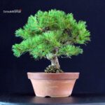 Pinus Pentaphylla - Goyomatsu - immagine 2