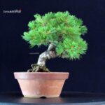 Pinus Pentaphylla - Goyomatsu - immagine 3