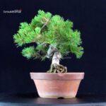 Pinus Pentaphylla - Goyomatsu - immagine 4
