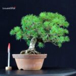 Pinus Pentaphylla - Goyomatsu