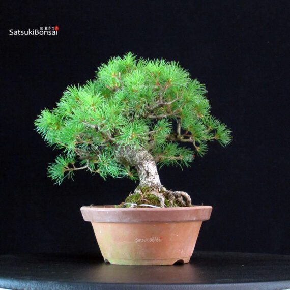Pinus Pentaphylla - Goyomatsu - immagine 2