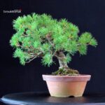 Pinus Pentaphylla - Goyomatsu - immagine 3
