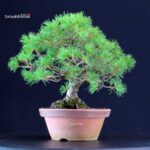 Pinus Pentaphylla - Goyomatsu - immagine 4