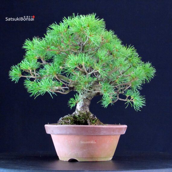 Pinus Pentaphylla - Goyomatsu - immagine 4