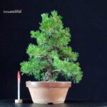 Pinus Pentaphylla - Goyomatsu Nasu