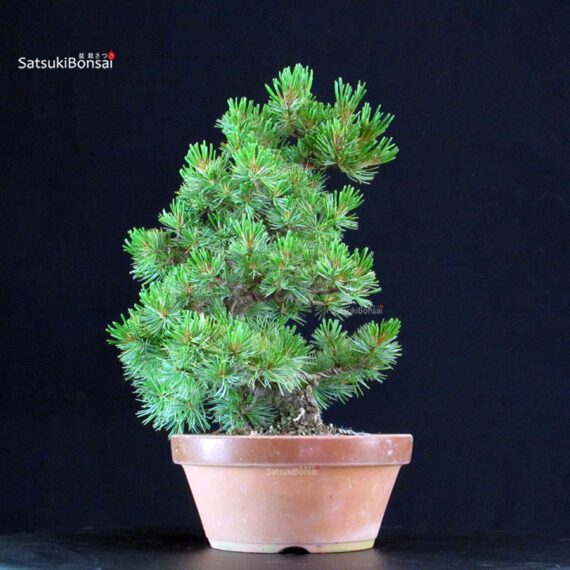 Pinus Pentaphylla - Goyomatsu Nasu - immagine 2