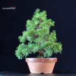 Pinus Pentaphylla - Goyomatsu Nasu - immagine 3