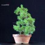 Pinus Pentaphylla - Goyomatsu Nasu - immagine 4