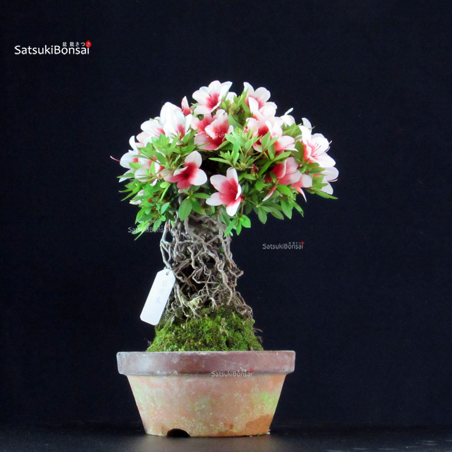 6499_5-Satsuki-Hi-no-maru Azalea Satsuki HI-NO-MARU - immagine 1