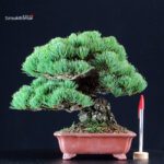 Pinus Pentaphylla - Goyomatsu Miyajima
