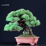 Pinus Pentaphylla - Goyomatsu Miyajima - immagine 2