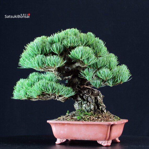 Pinus Pentaphylla - Goyomatsu Miyajima - immagine 2