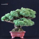 Pinus Pentaphylla - Goyomatsu Miyajima - immagine 3