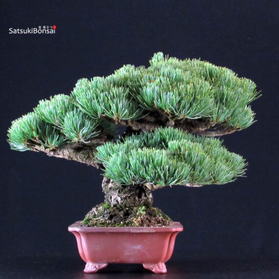 Pinus Pentaphylla - Goyomatsu Miyajima - immagine 3