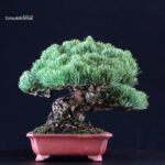 Pinus Pentaphylla - Goyomatsu Miyajima - immagine 4