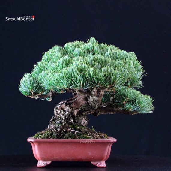 Pinus Pentaphylla - Goyomatsu Miyajima - immagine 4