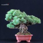 Pinus Pentaphylla - Goyomatsu Miyajima - immagine 5