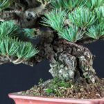 Pinus Pentaphylla - Goyomatsu Miyajima - immagine 6
