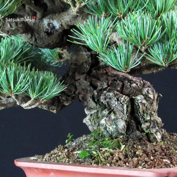 Pinus Pentaphylla - Goyomatsu Miyajima - immagine 6