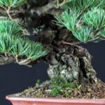 Pinus Pentaphylla - Goyomatsu Miyajima - immagine 7