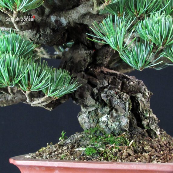 Pinus Pentaphylla - Goyomatsu Miyajima - immagine 7