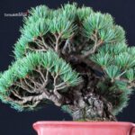 Pinus Pentaphylla - Goyomatsu Miyajima - immagine 8