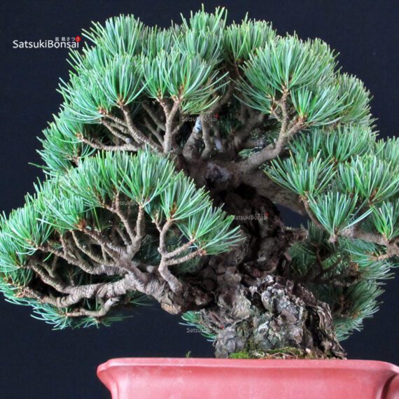 Pinus Pentaphylla - Goyomatsu Miyajima - immagine 8