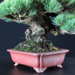 Pinus Pentaphylla - Goyomatsu Miyajima - immagine 9
