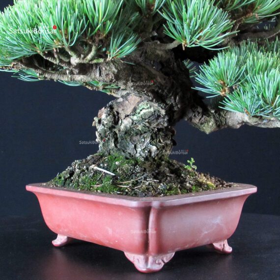 Pinus Pentaphylla - Goyomatsu Miyajima - immagine 9