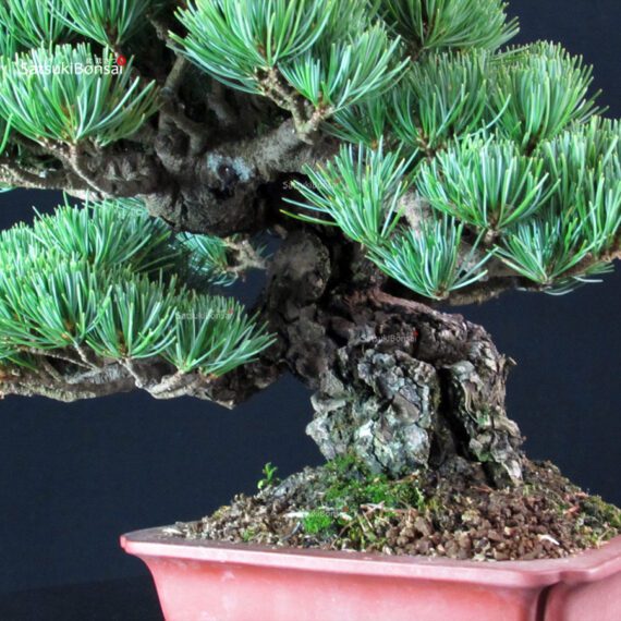 Pinus Pentaphylla - Goyomatsu Miyajima - immagine 10