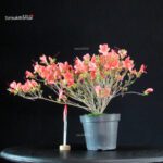 Talea di azalea Satsuki KINKA