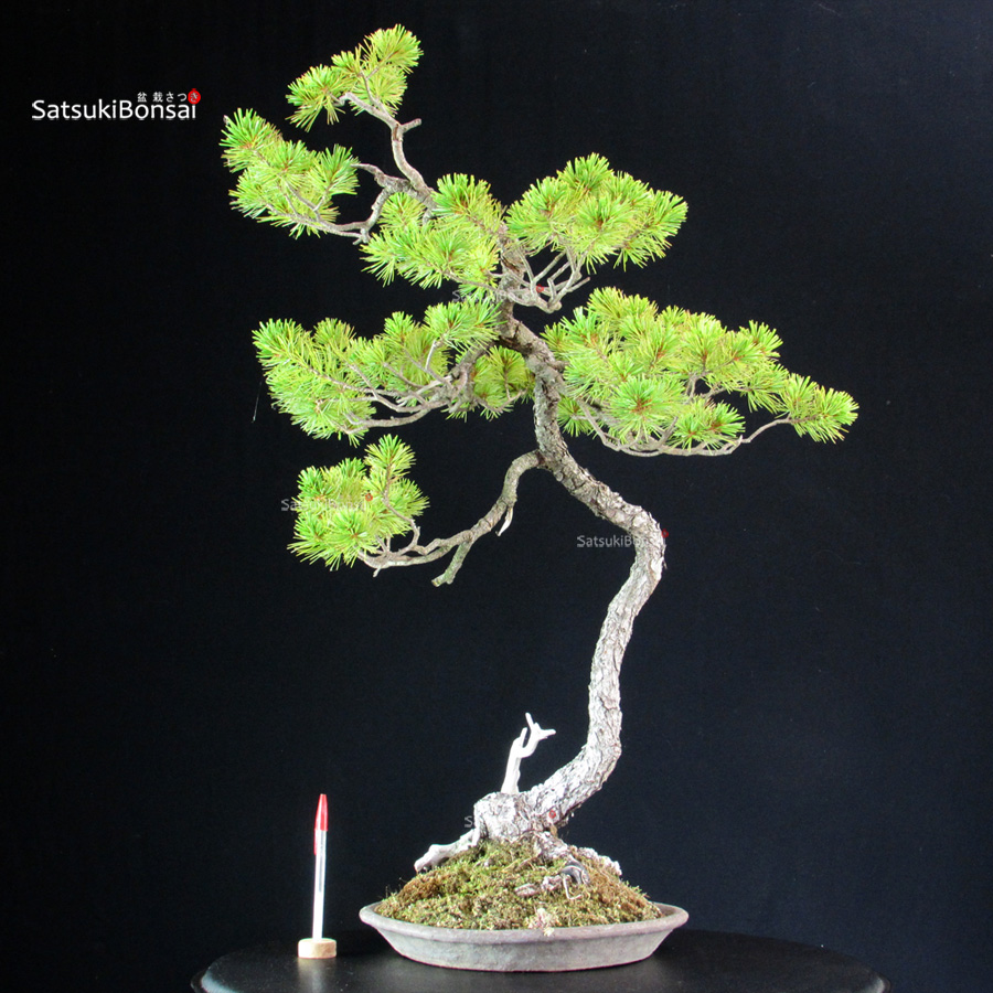 5702_1-Pinus-pentaphylla Pinus Pentaphylla - Goyomatsu - immagine 1