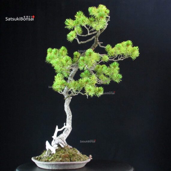 Pinus Pentaphylla - Goyomatsu - immagine 2