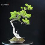 Pinus Pentaphylla - Goyomatsu - immagine 3