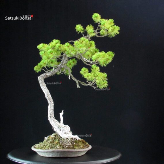 Pinus Pentaphylla - Goyomatsu - immagine 3