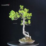 Pinus Pentaphylla - Goyomatsu - immagine 4