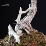 Pinus Pentaphylla - Goyomatsu - immagine 5