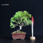 Juniperus Chinensis Itoigawa