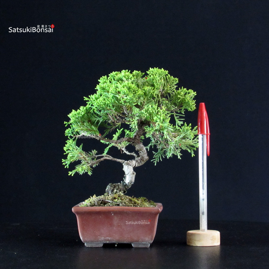 5784_1-Juniperus-chinensis-itoigawa Juniperus Chinensis Itoigawa - immagine 1