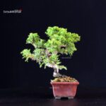 Juniperus Chinensis Itoigawa - immagine 2