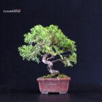 Juniperus Chinensis Itoigawa - immagine 3