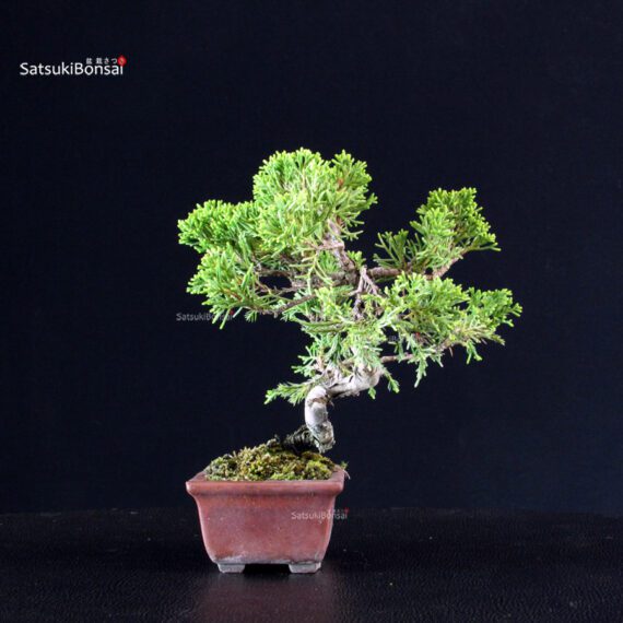 Juniperus Chinensis Itoigawa - immagine 4