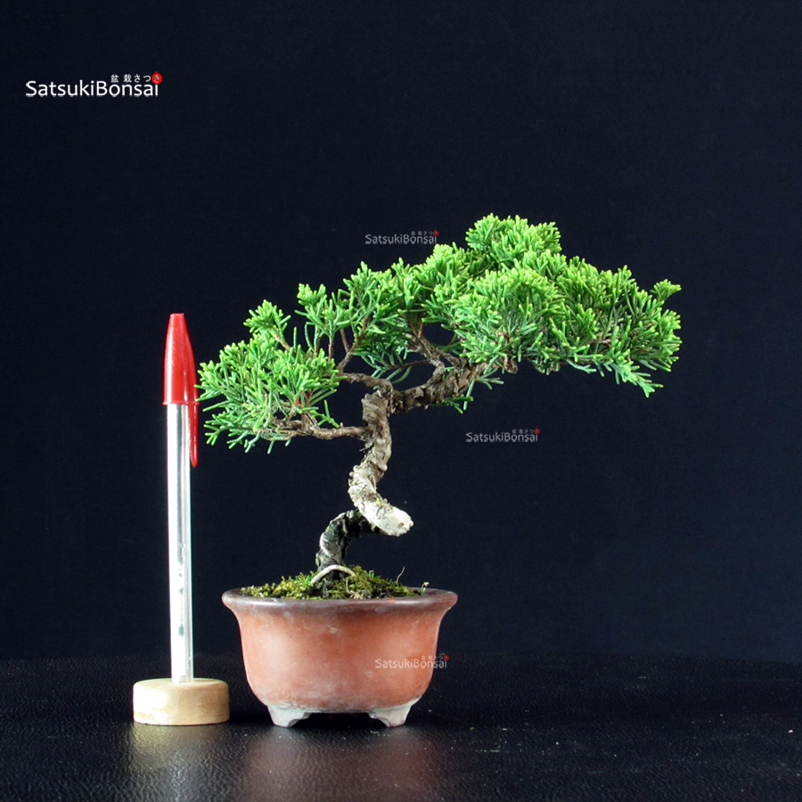 5785_1-Juniperus-chinensis-itoigawa Juniperus Chinensis Itoigawa - immagine 1