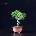 Juniperus Chinensis Itoigawa - immagine 2
