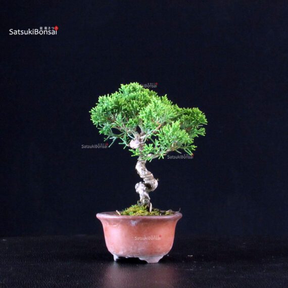 Juniperus Chinensis Itoigawa - immagine 2