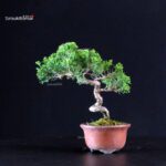 Juniperus Chinensis Itoigawa - immagine 3
