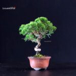 Juniperus Chinensis Itoigawa - immagine 4