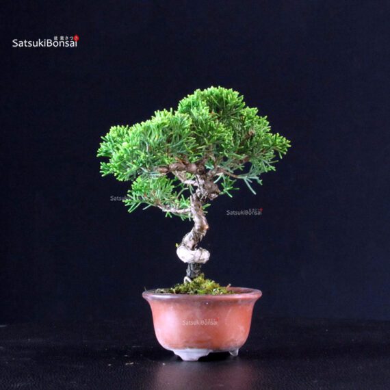 Juniperus Chinensis Itoigawa - immagine 4