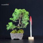 Juniperus Chinensis Itoigawa